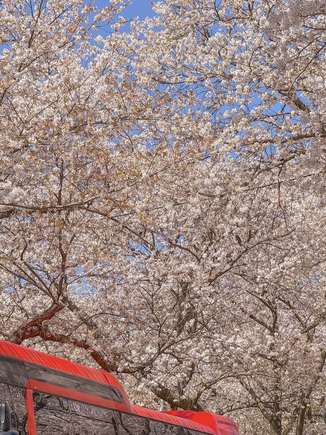 Spring's Best-Kept Secret: Hwagae’s 6km of Blossoms