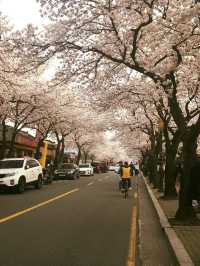 “Gyeongju in Bloom: Where History Meets Cherry Blossoms”