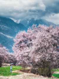 Tibet Nyingchi | Snow-capped Mountains and Peach Blossoms Together 🌸🏔️