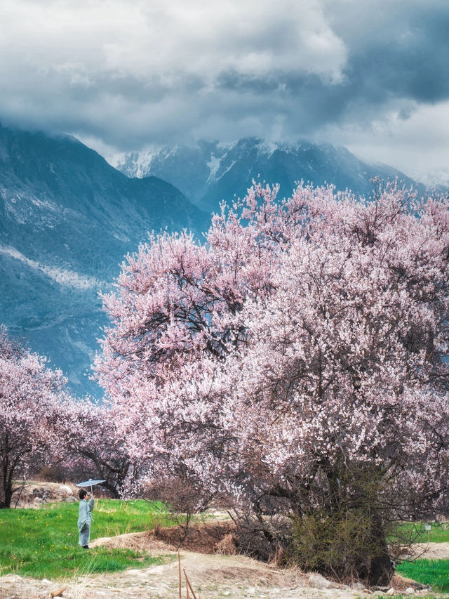 Tibet Nyingchi | Snow-capped Mountains and Peach Blossoms Together 🌸🏔️