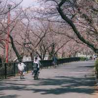 SHUKUGAWA PARK สวนซากุระ ทางยาว 2 กม. ! 🌸