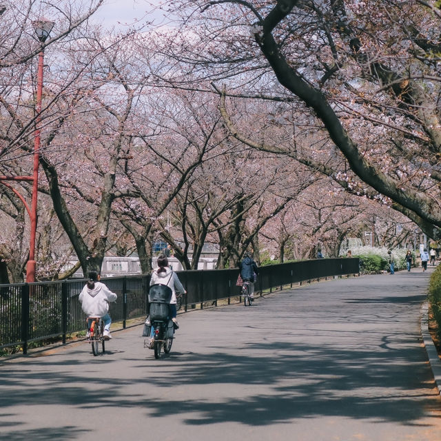 SHUKUGAWA PARK สวนซากุระ ทางยาว 2 กม. ! 🌸
