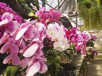 🌸 Orchid Wonderland in the Hills 🌿