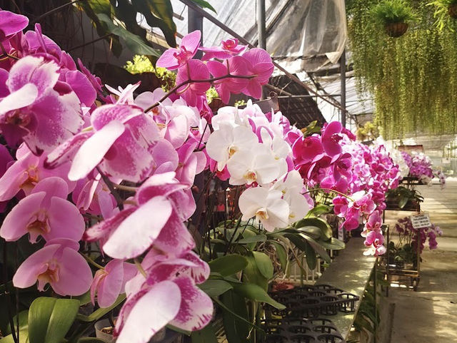 🌸 Orchid Wonderland in the Hills 🌿
