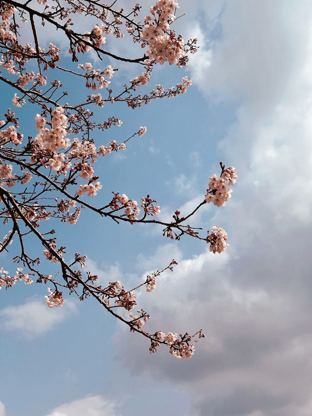Bloom, Breeze & a Bit of Roar: Discover the Charm of Songdo Cable Car
