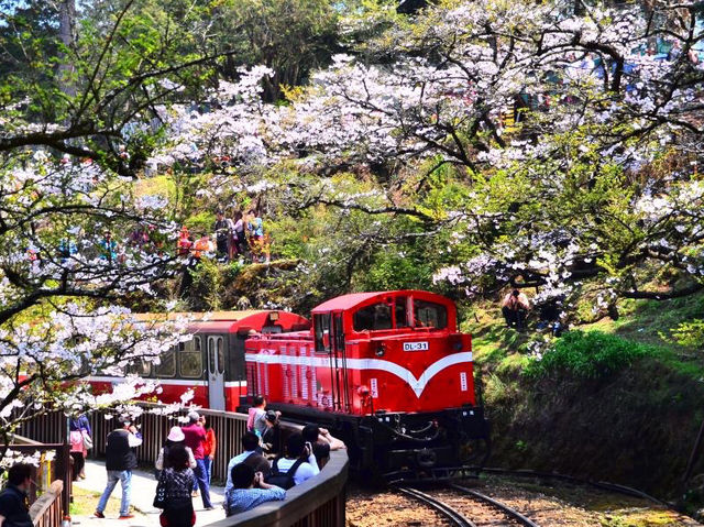 Alishan Cherry Blossoms: A Misty Mountain Dream in Taiwan