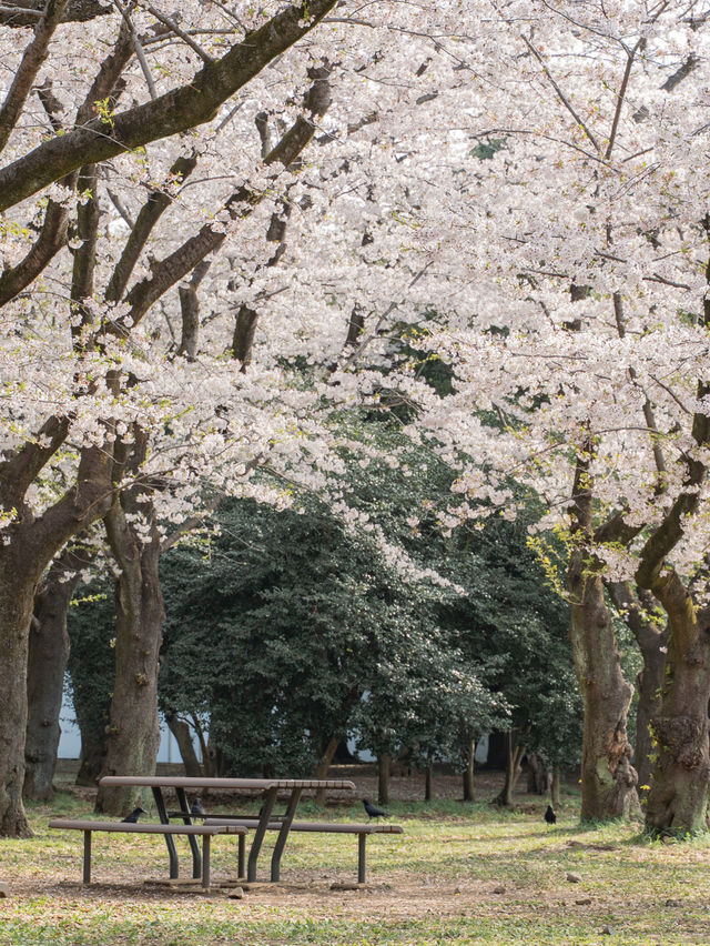【東京】美しい桜とその歴史