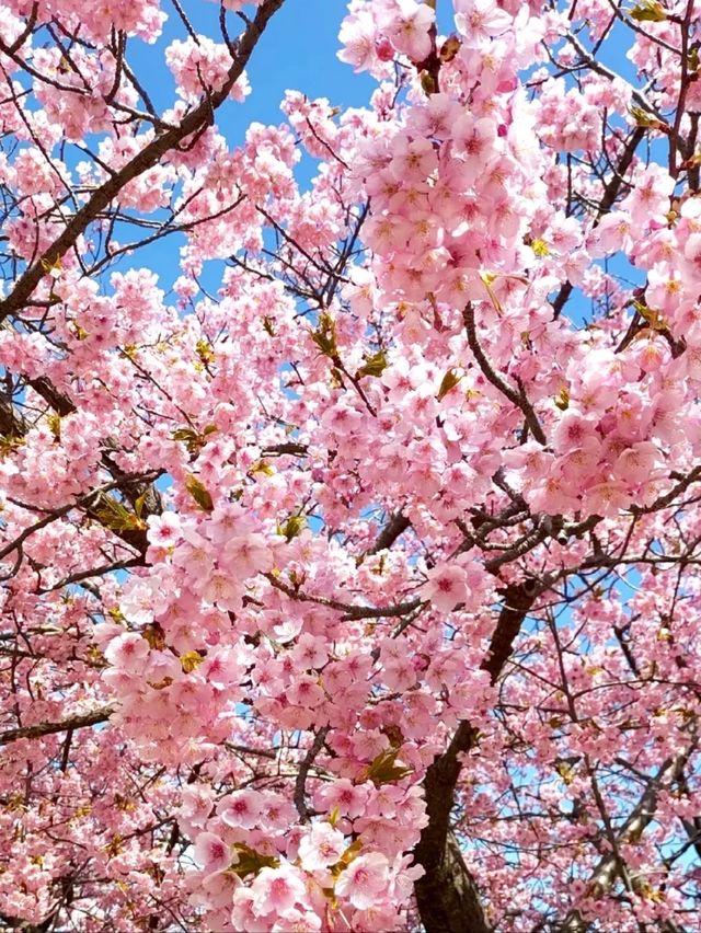 Okazaki Oto River Aoi Sakura | Aichi's Secret Blue Cherry Blossoms