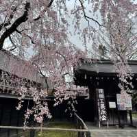 【秋田】武家屋敷通りが美しい桜の名所🌸