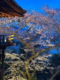 Philosopher's Path & Lake Biwa Canal Cherry Blossom Day Tour 🌸