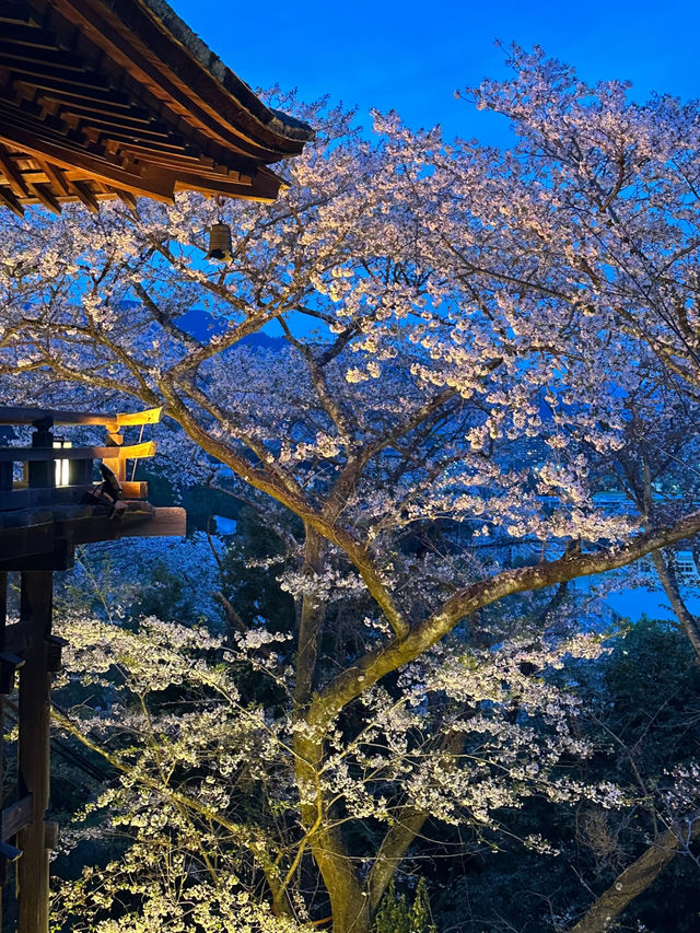 Philosopher's Path & Lake Biwa Canal Cherry Blossom Day Tour 🌸