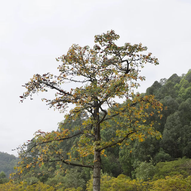～嶺南黃花天地～崖口村 ～