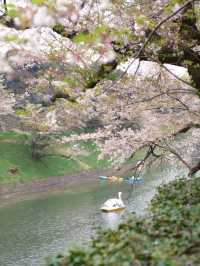 Exchanging Spring Flowers