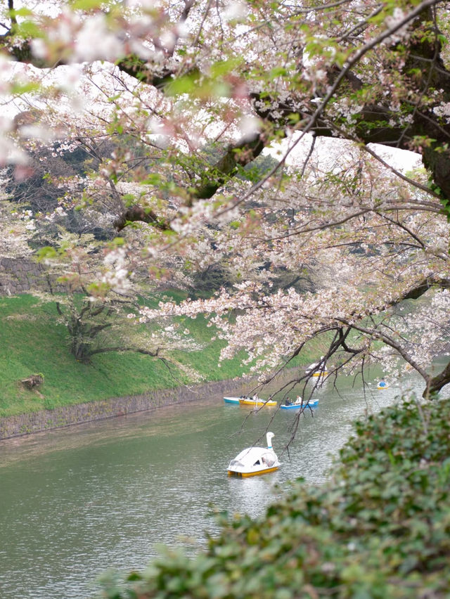 Exchanging Spring Flowers