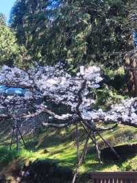 嘉義阿里山櫻花繽紛綻放