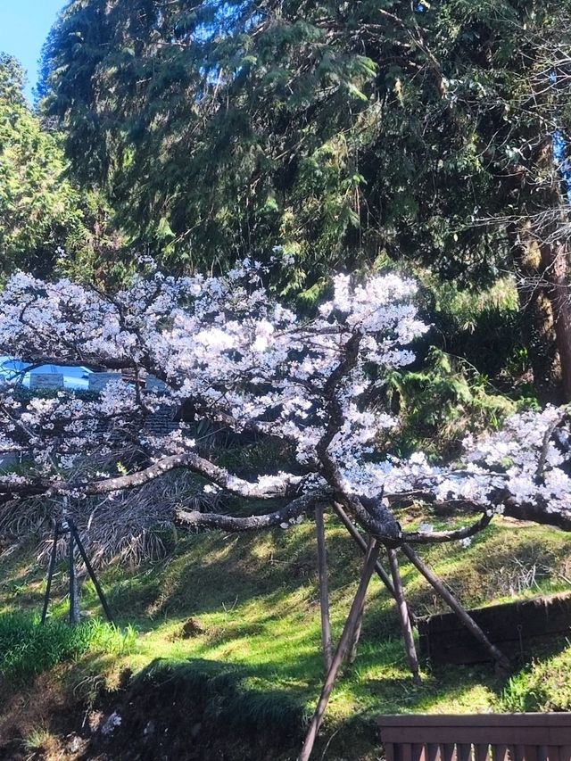 嘉義阿里山櫻花繽紛綻放