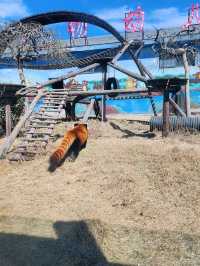 免門票看熊貓就在唐山動物園！！