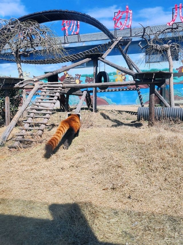 免門票看熊貓就在唐山動物園！！