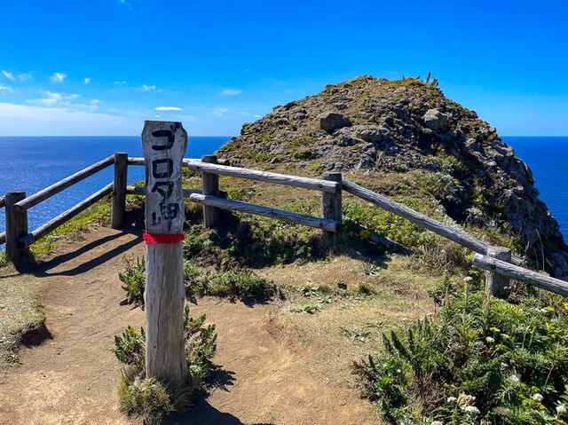 花咲く岬へ！ゴロタ岬で出会う礼文島のベストトレイル🌿