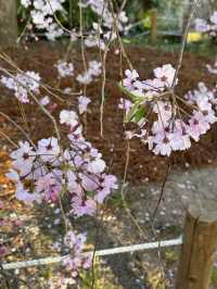 【兵庫/西宮】桜の名所