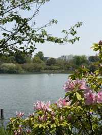📍 洗足池公園/東京