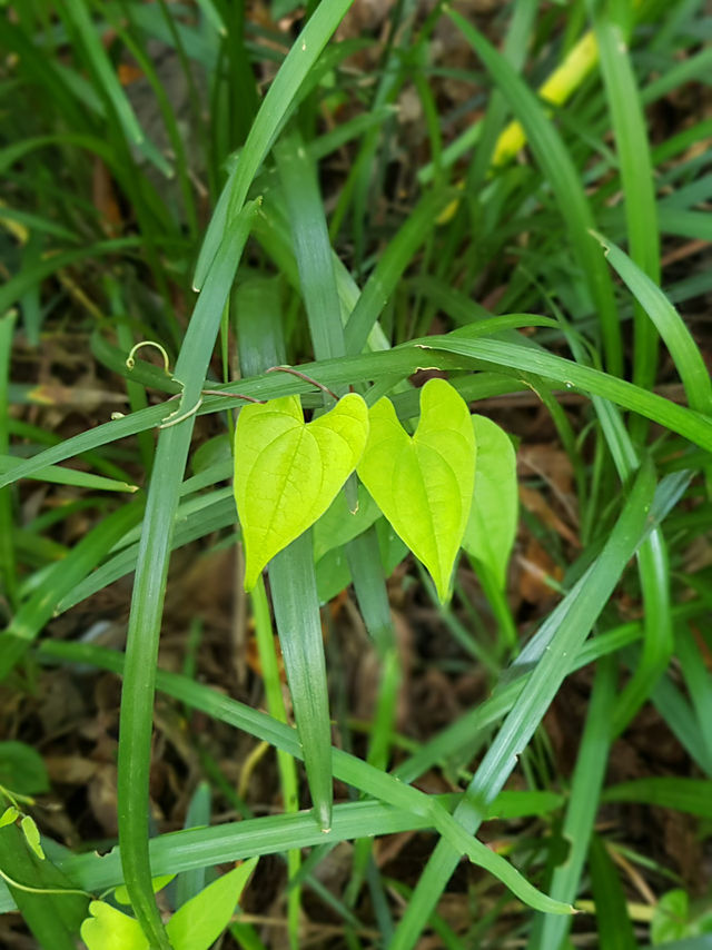 🌲 “시간도 소리도 느리게 흐르는 곳 – 제주 비밀의숲”