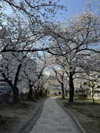 Fukuoka in blooms of Cherry Blossoms