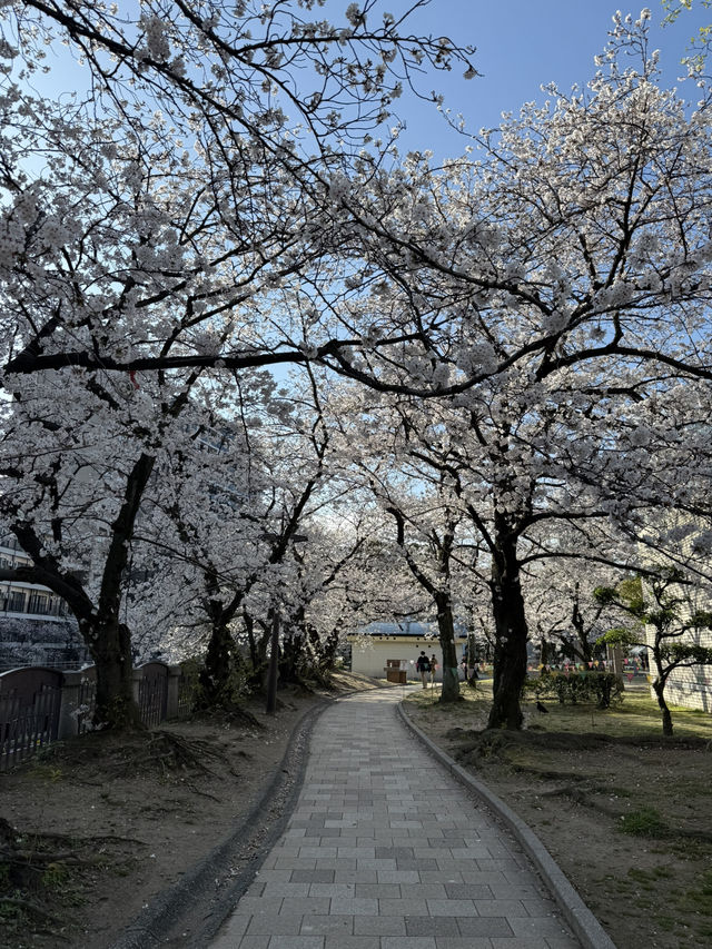Fukuoka in blooms of Cherry Blossoms