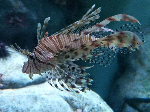 #新加坡S.E.A Aquarium-新加坡聖淘沙島