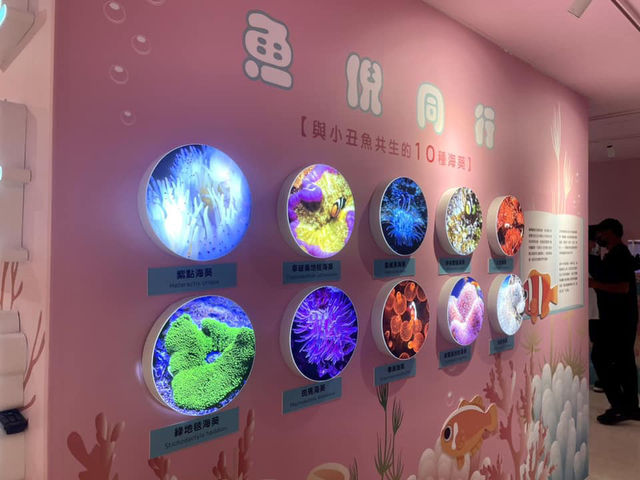 小丑魚迷們一定要來的澎湖室內景點～
