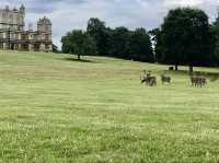 Relax and Explore at Wollaton Hall & Deer Park