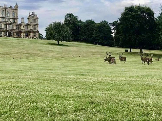 Relax and Explore at Wollaton Hall & Deer Park