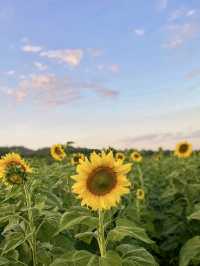 ทุ่งทานตะวันใหญ่ที่สุดในปากช่อง