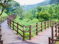 Find Peace at Daejeon Healing Forest: A Simple Getaway