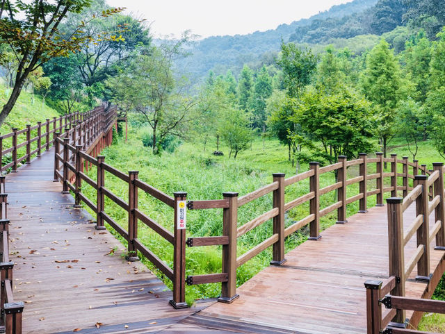 Find Peace at Daejeon Healing Forest: A Simple Getaway