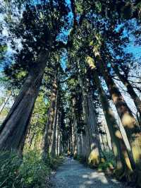 Spring Hike, Step Into a Sacred Forest