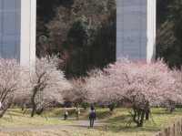 Your Low-Key Cherry Blossom Escape