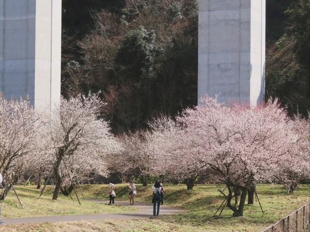 Your Low-Key Cherry Blossom Escape