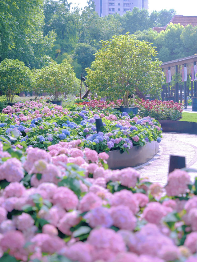 🌸 2 Hydrangea Spots Within 2km in Downtown Shanghai!