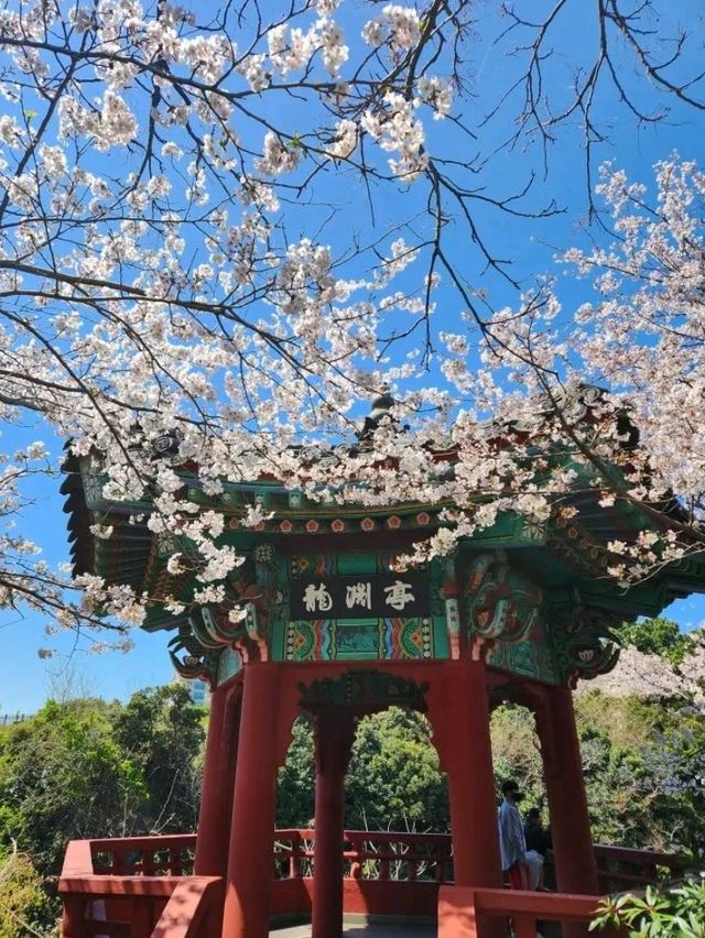 Jeju City: Where Volcanic Beauty Meets Island Charm