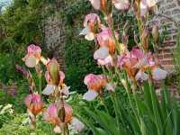 Romance in Bloom: A Day at Sissinghurst Castle Garden, Kent