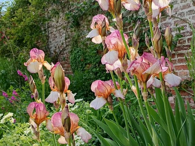 Romance in Bloom: A Day at Sissinghurst Castle Garden, Kent