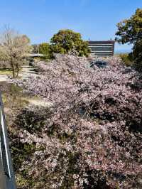 Fortress in Bloom: Sakura Serenity at Kumamoto Castle 