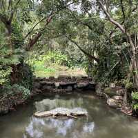 Immersed in Nature: Exploring Yanoda Rainforest in Hainan 