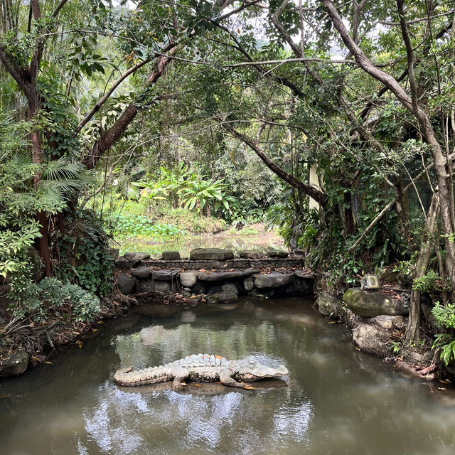 Immersed in Nature: Exploring Yanoda Rainforest in Hainan 