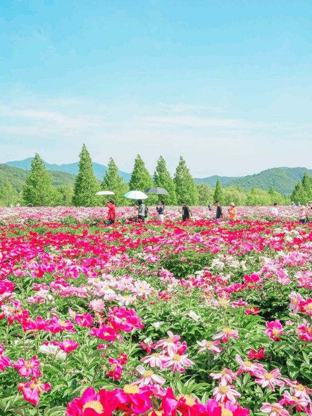 꽃바다 속 산책 - 합천 핫들생태공원 작약꽃밭