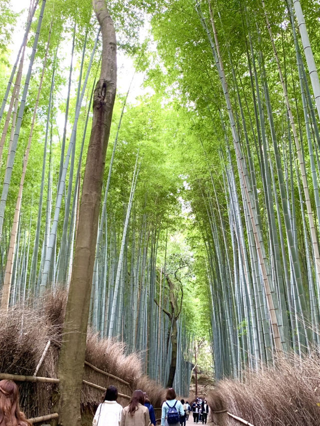 京都　京都観光　京都観光攻略はコレだ！