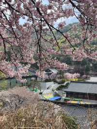 겹벚꽃보러 각원사로 오세요