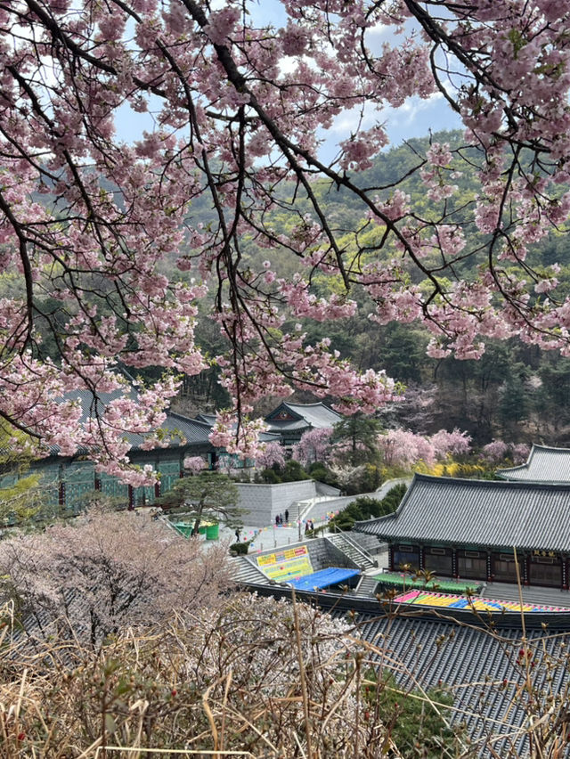 겹벚꽃보러 각원사로 오세요