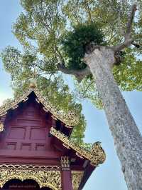 สายมูที่เชียงใหม่-เส้นทางแห่งศรัทธาและจิตวิญญาณ